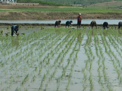 Transplanting rice in DPRK (Photo by Randall Ireson)